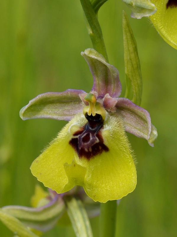 Ophrys lacaitae tra introgressioni e forme ibride  Molise 2023.